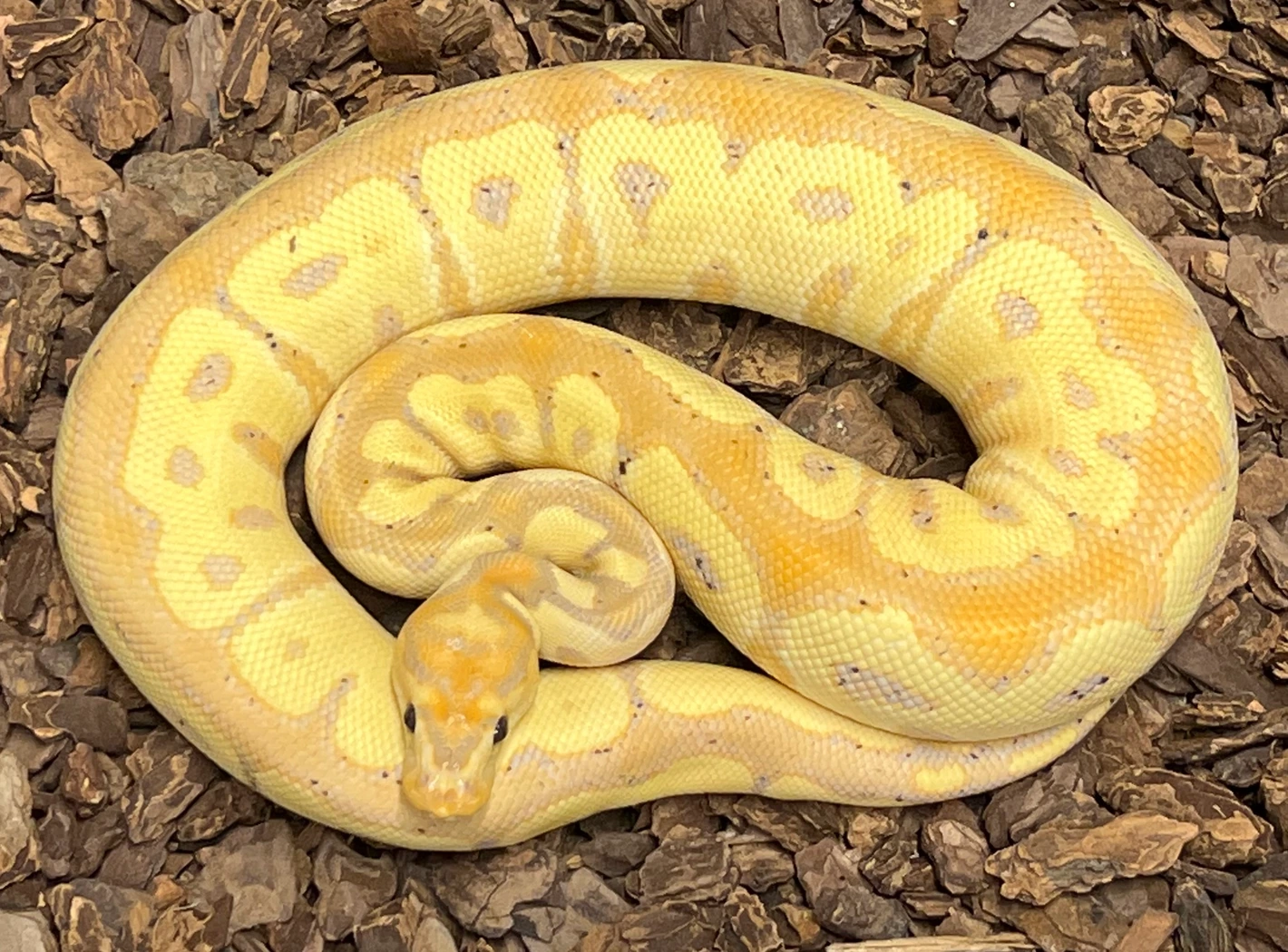 Ball Python — Banana Clown