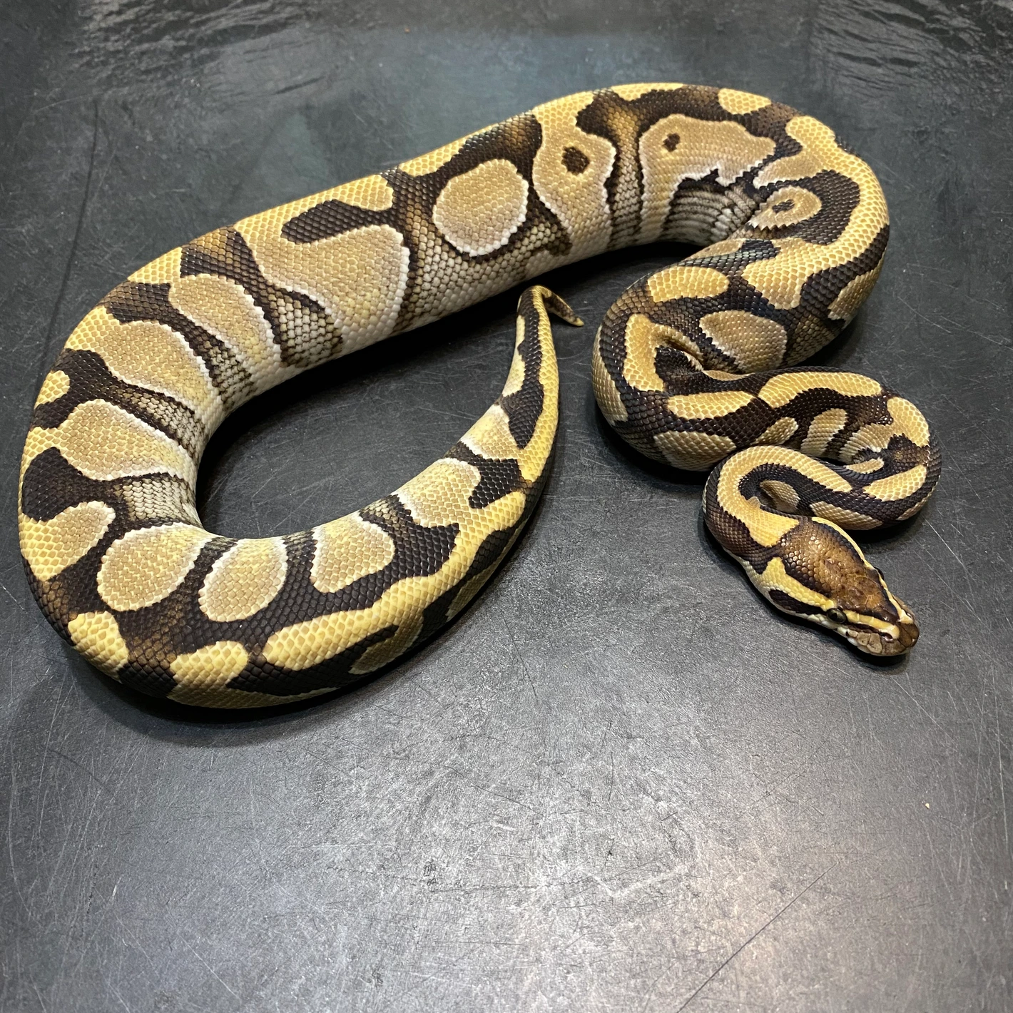 Ball Python